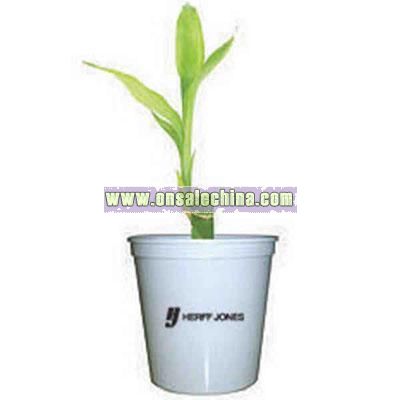 Single shoot Lucky bamboo plant in a plastic cup and lid
