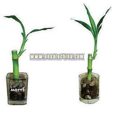 Single shoot Lucky bamboo plant in glass container
