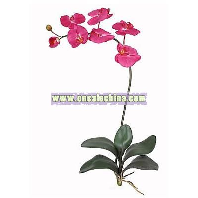 Phalaenopsis Silk Orchid Flower with Leaves (Six Stems) - Beauty