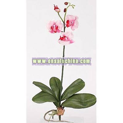 Mini Phalaenopsis Silk Orchid Flower with Leaves (Six Stems) - Pink